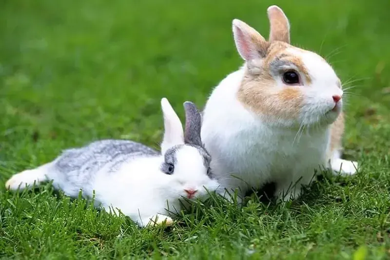 99+ hình ảnh con thỏ đáng yêu nhất làm tan chảy mọi trái tim